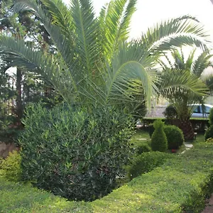 https://vila-mateo.albaniahotels.org